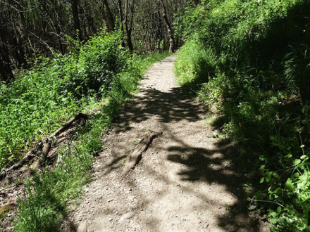A rare section of trail that has eroded [for this visit]